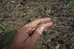 Bupleurum scorzonerifolium