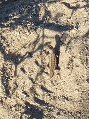 Sceloporus graciosus