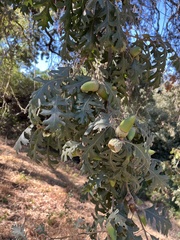 Quercus lobata