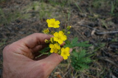 Potentilla