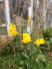 Narcissus