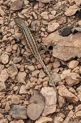 Sceloporus graciosus