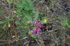 Trifolium lupinaster