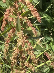 Rumex salicifolius