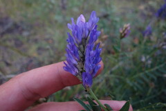 Astragalus laxmannii
