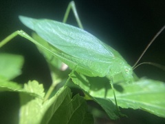 Amblycorypha