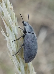 Bothrotes canaliculatus