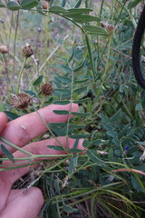 Astragalus laxmannii