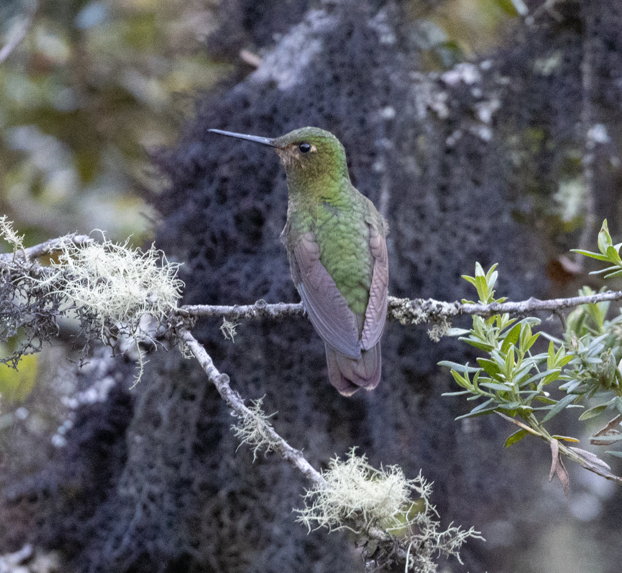 Scaled Metaltail illustration