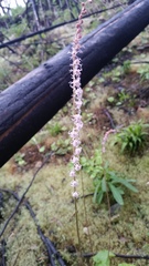 Ozomelis stauropetala