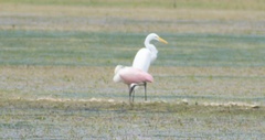 Platalea ajaja