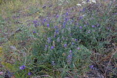 Astragalus laxmannii