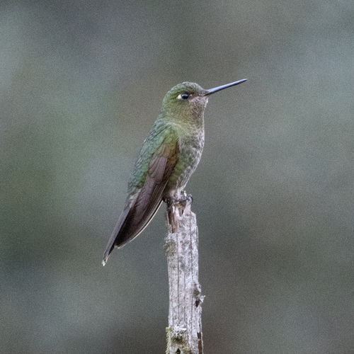 Scaled Metaltail (Metallura aeneocauda), photo 2