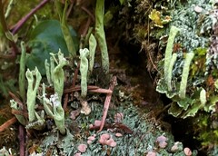 Cladonia sulphurina