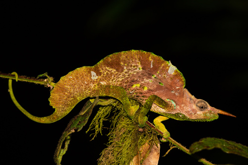 Cameroon Sailfin Chameleon, Trioceros montium