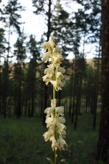 Aconitum barbatum