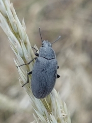 Bothrotes canaliculatus