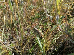 Gampsocleis sedakovii