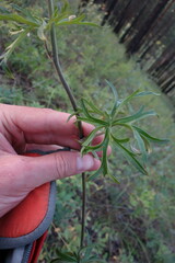 Aconitum barbatum