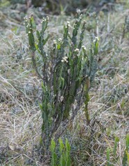 Baccharis trimera
