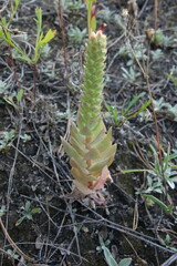 Orostachys malacophylla