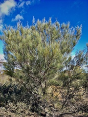 Grevillea pterosperma