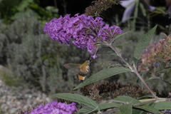 Hemaris tityus