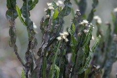 Baccharis trimera