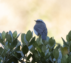 Ochthoeca rufipectoralis
