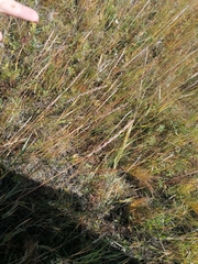 Gampsocleis sedakovii