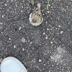 Passer domesticus