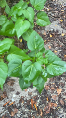 Thespesia populnea