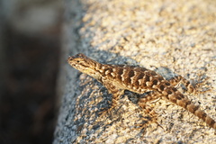 Sceloporus occidentalis taylori