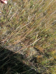 Gampsocleis sedakovii