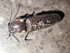 Deilelater physoderus