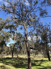 Allocasuarina luehmannii