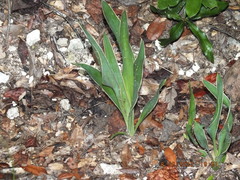 Yucca filamentosa
