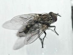 Tachinidae