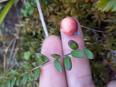 Vaccinium macrocarpon