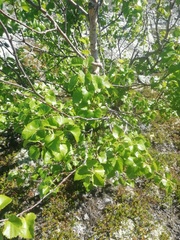 Betula pubescens