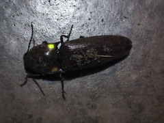 Deilelater physoderus