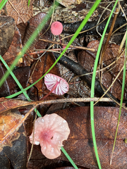 Marasmius