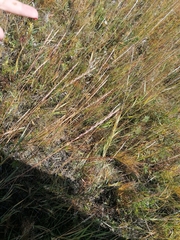 Gampsocleis sedakovii