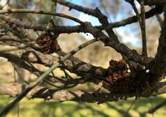 Allocasuarina luehmannii