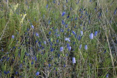 Adenophora stenanthina