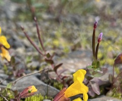 Epilobium anagallidifolium