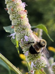 Bombus affinis