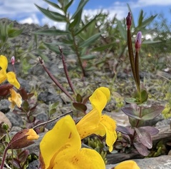 Epilobium anagallidifolium