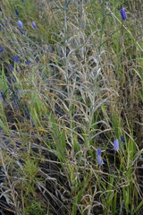 Adenophora stenanthina