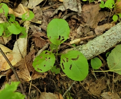 Pyrola elliptica